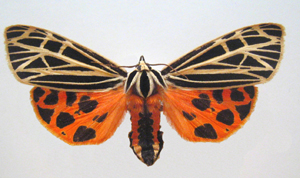 Arctiidae: Grammia virgo