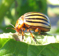 Famille Chrysomelidae; sous-famille Chrysomelinae: Doryphore de la pomme de terre (Leptinotarsa decemlineata)