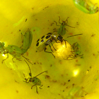 Chrysomèle maculée du concombre, entourée de chrysomèles de la rcine du maïs, sur une fleur de courge