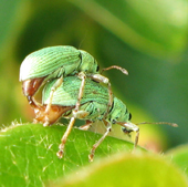 Charançons: Polydrusus impressifrons