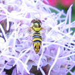 Syrphidae