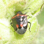 Punaise bimacule: Cosmopepla bimaculata