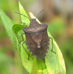 Pentatomidae