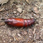 Famille Sphingidae: Chrysalide du sphinx de la tomate (Manduca quinquemaculata)