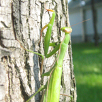 Famille Mantidae: Mante religieuse