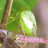 Membracidae: Cerese buffle