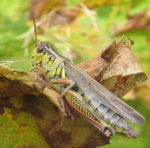 Famille Acrididae: Melanoplus femurrubrum