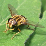 Syrphidae