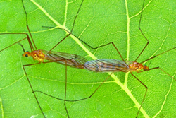 Tipulidae