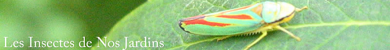 Aphididae