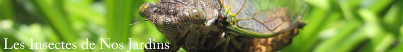 Aphididae