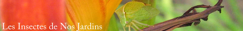 Aphididae